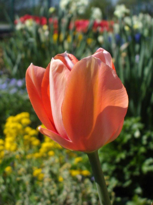 #kwiaty #ogrod #wiosna #kolor #natura