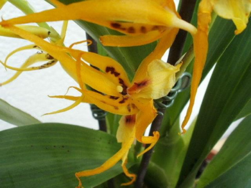 brassia