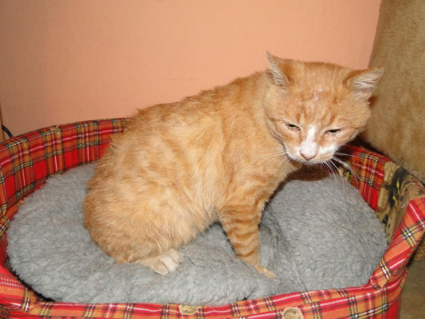 Koty do adopcji #adopcja #adopcje #Gliwice #kocięta #kot #kotki #koty #pomoc #przygarnę #schronisko #zaadoptuję #zwierzęta