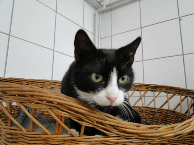 Koty do adopcji #adopcja #adopcje #Gliwice #kocięta #kot #kotki #koty #pomoc #przygarnę #schronisko #zaadoptuję #zwierzęta