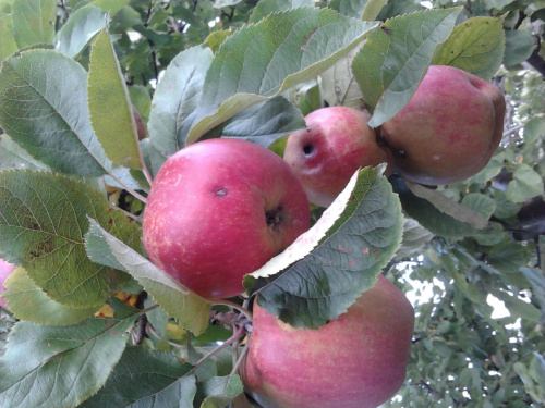 jabłonie
