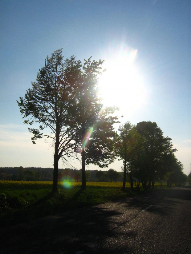 #droga #drzewa #zieleń #wiosna #słońce