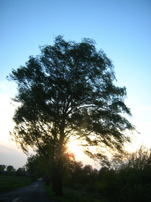 #droga #drzewa #zieleń #wiosna #słońce #niebo