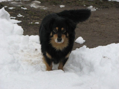 Sonia i reksio - zabawa w śniegu #pies