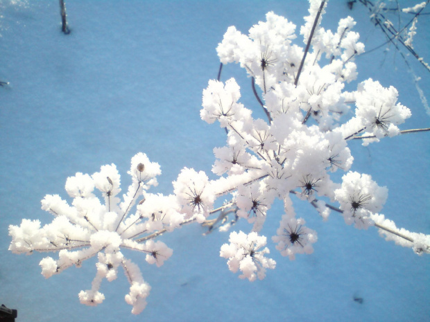 śnieżne kwiaty
