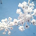 śnieżne kwiaty
