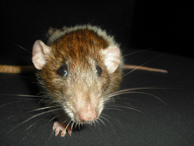 Ryś #szczury #szczur #rat #rats