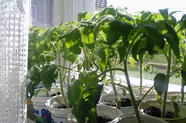 #pomidor #pomidory #sadzonki #ogródek #tunel