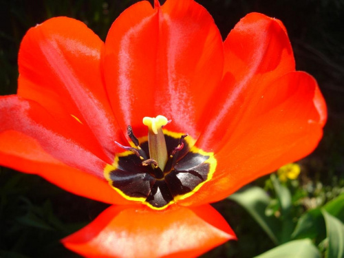 #natura #kwiat #przyroda #zielony #tulipan #odpoczynek