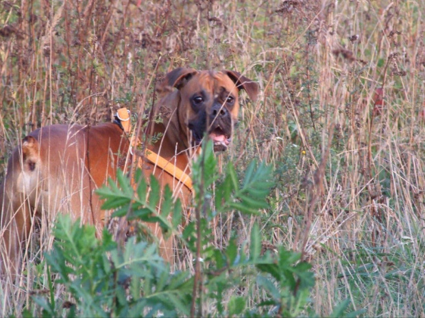 #BokserBoxer