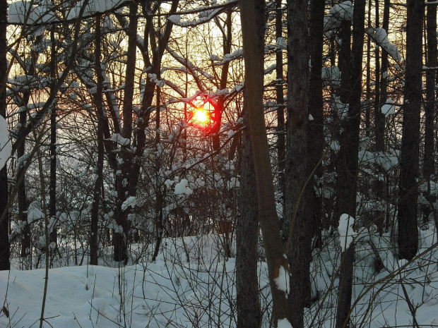 zachód słońca #ZachódSłońca #las #zima