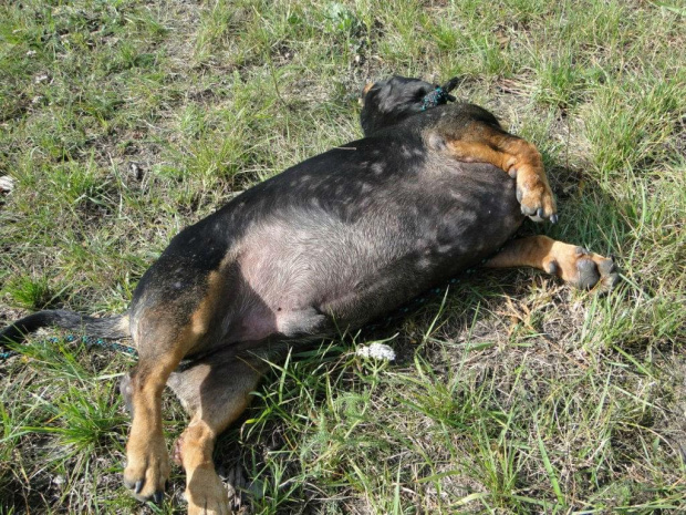 Koty do adopcji #adopcja #adopcje #Gliwice #kocięta #kot #kotki #koty #pomoc #przygarnę #schronisko #zaadoptuję #zwierzęta