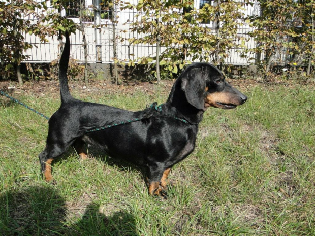 Koty do adopcji #adopcja #adopcje #Gliwice #kocięta #kot #kotki #koty #pomoc #przygarnę #schronisko #zaadoptuję #zwierzęta
