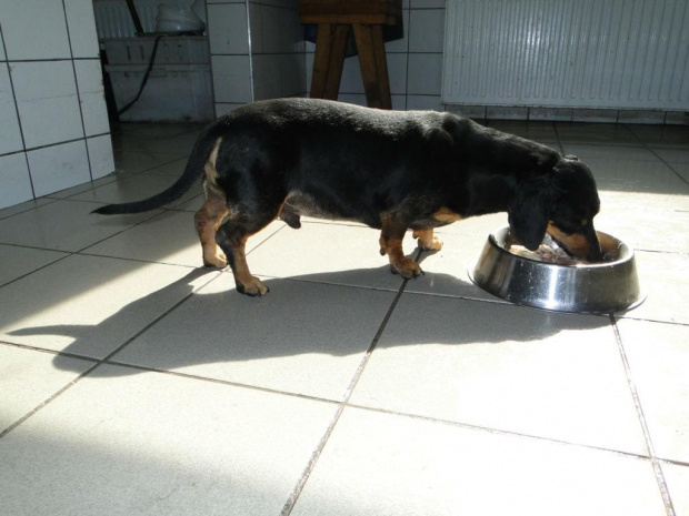 Koty do adopcji #adopcja #adopcje #Gliwice #kocięta #kot #kotki #koty #pomoc #przygarnę #schronisko #zaadoptuję #zwierzęta