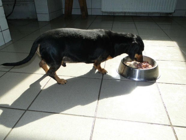 Koty do adopcji #adopcja #adopcje #Gliwice #kocięta #kot #kotki #koty #pomoc #przygarnę #schronisko #zaadoptuję #zwierzęta
