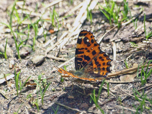 Rusałka kratkowiec (Araschnia levana) #RusałkaKratkowiec #RusałkaKratnik