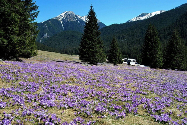 Wiosna w Tatrach