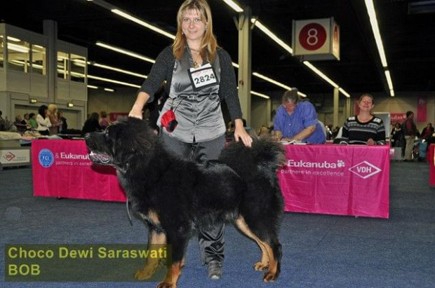 Choco Dewi Saraswati -Best Junior, Best Male, BOB - Dortmund 2011 #MastifTybetanski #MastifTybetański #psy #szczeniaki #SzczeniakiMastifaTybetańskiego #zwierzęta