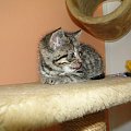 Koty do adopcji #adopcja #adopcje #Gliwice #kocięta #kot #kotki #koty #pomoc #przygarnę #schronisko #zaadoptuję #zwierzęta