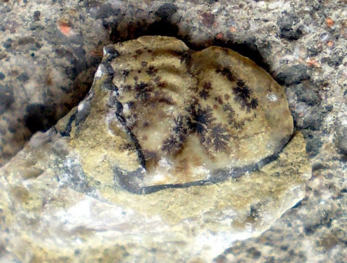 Pygidium trylobita Calymene sp. Długość okazu - 1,3 cm . Wiek : dolny sylur – środkowy dewon . Data znalezienia : 2008 .