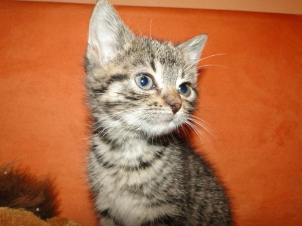 Koty do adopcji #adopcja #adopcje #Gliwice #kocięta #kot #kotki #koty #pomoc #przygarnę #schronisko #zaadoptuję #zwierzęta