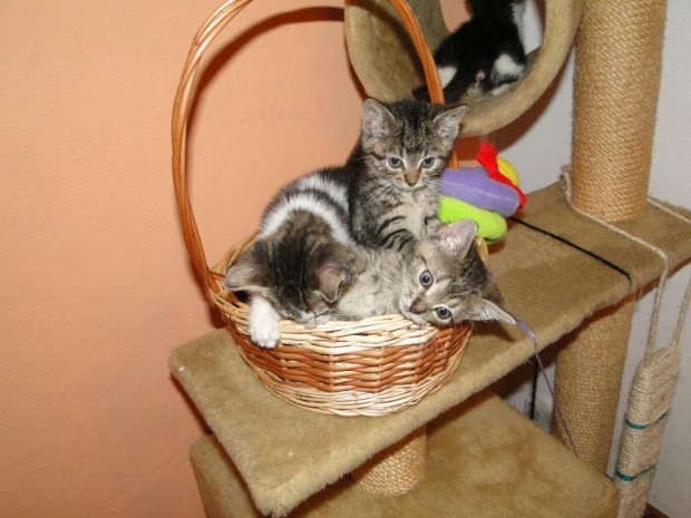 Koty do adopcji #adopcja #adopcje #Gliwice #kocięta #kot #kotki #koty #pomoc #przygarnę #schronisko #zaadoptuję #zwierzęta