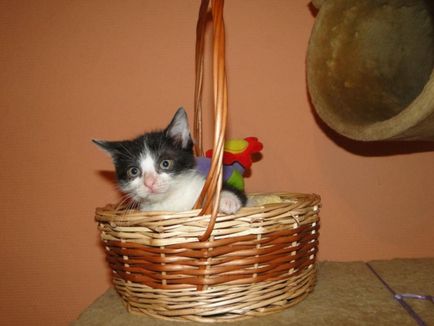 Koty do adopcji #adopcja #adopcje #Gliwice #kocięta #kot #kotki #koty #pomoc #przygarnę #schronisko #zaadoptuję #zwierzęta