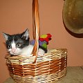 Koty do adopcji #adopcja #adopcje #Gliwice #kocięta #kot #kotki #koty #pomoc #przygarnę #schronisko #zaadoptuję #zwierzęta