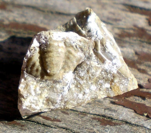 Pygidium trylobita . Długość okazu - 0,7 cm . Wiek : ? Data znalezienia : 2009 .