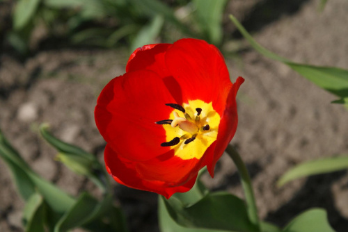 tulipan