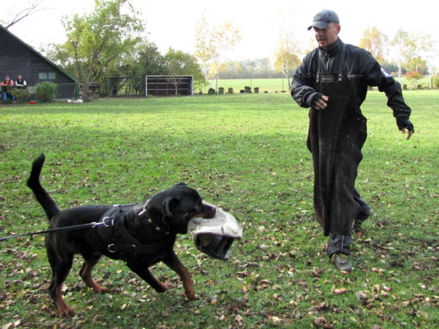 20 #amigo #psy #rottweiler