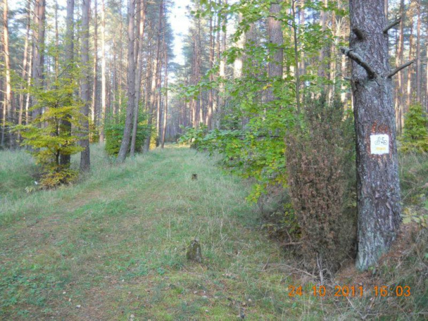 Widok na nasyp za dawna stacją kol. Jassen