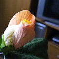 Hibiscus brzoskwiniowy pojedynczy