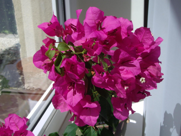 bougainvillea glabra