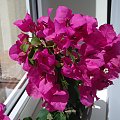 bougainvillea glabra