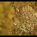 #jesień #łąka #pajęczyny #przyroda