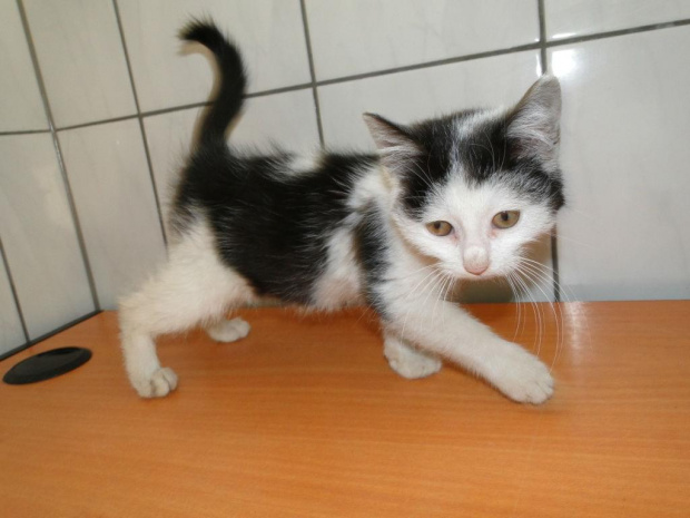 Koty do adopcji #adopcja #adopcje #Gliwice #kocięta #kot #kotki #koty #pomoc #przygarnę #schronisko #zaadoptuję #zwierzęta