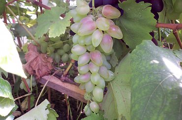 Cyca #winnica #winogrona #Winorośl