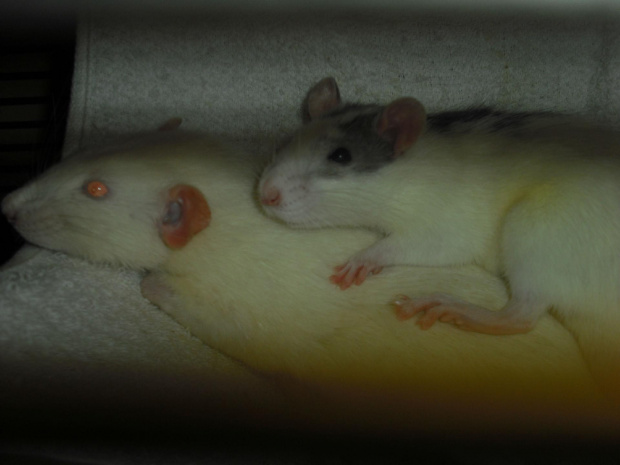Tulio z Borysem #szczury #szczur #rat #rats