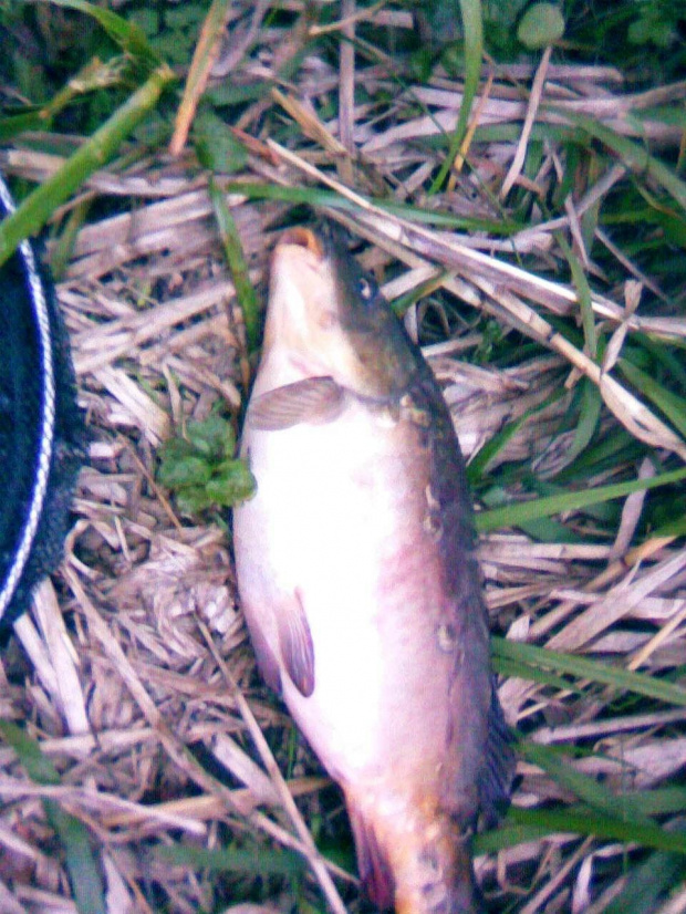 carp