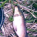 carp