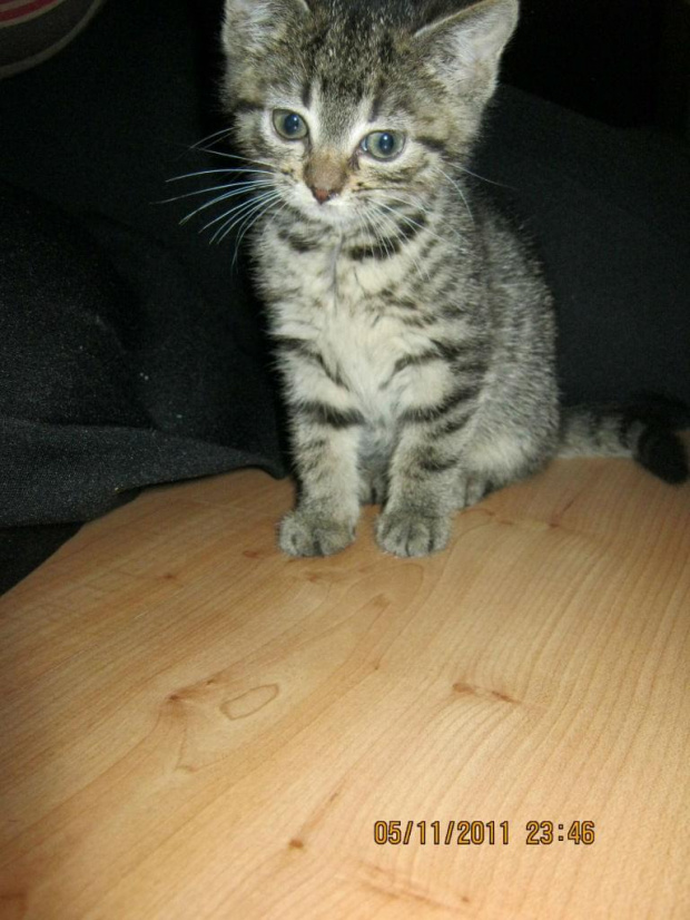 Koty do adopcji #adopcja #adopcje #Gliwice #kocięta #kot #kotki #koty #pomoc #przygarnę #schronisko #zaadoptuję #zwierzęta
