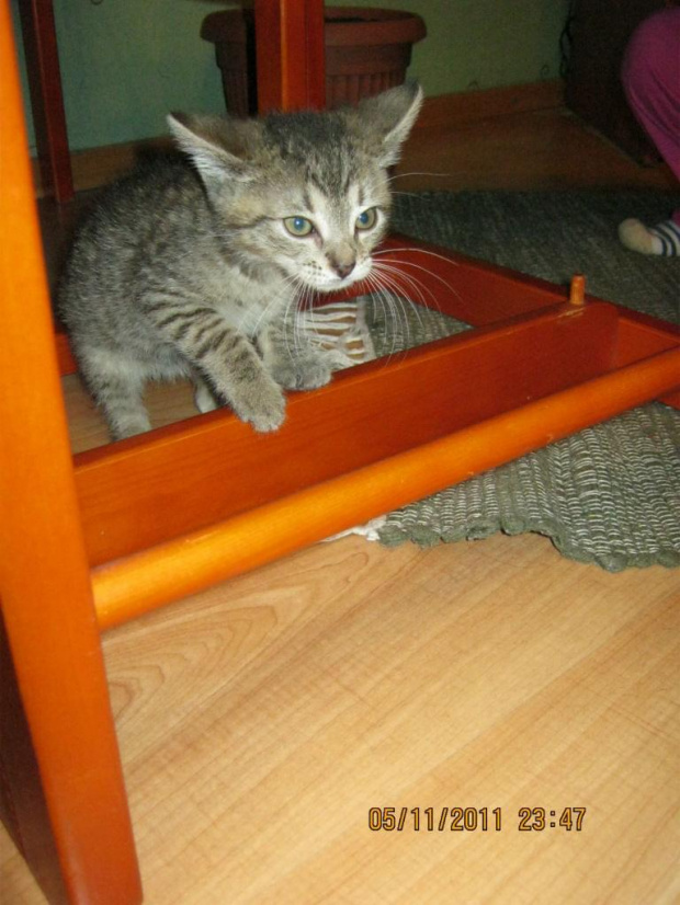 Koty do adopcji #adopcja #adopcje #Gliwice #kocięta #kot #kotki #koty #pomoc #przygarnę #schronisko #zaadoptuję #zwierzęta