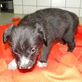 Koty do adopcji #adopcja #adopcje #Gliwice #kocięta #kot #kotki #koty #pomoc #przygarnę #schronisko #zaadoptuję #zwierzęta