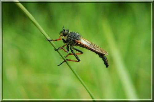 łowik- największa muchówka #łowik #muchówka #owad #makro #natura