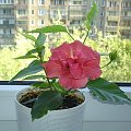 Moja kochana jednoroczka różyczka #hibiskus #RóżaHińska