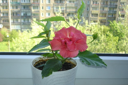 Moja kochana jednoroczka różyczka #hibiskus #RóżaHińska