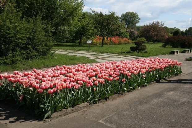 Rabata tulipanów #Kwiaty