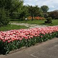 Rabata tulipanów #Kwiaty