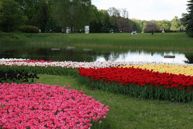 Tulipany #OgródBotaniczny